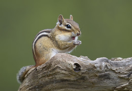 Eastern Chipmunk / Восточный, или восточноамериканский бурундук (лат. Tamias striatus) — обычный вид на востоке США и юго-востоке Канады. Видовое название лат. striatus означает «бороздчатый».
Бурундук — эврифаг (от др.-греч. εὐρύς «широкий» + φάγος «любитель поесть»): в их рацион входят и растительные корма, и животные — насекомые, пауки и даже моллюски.
Бурундук все лето и осень делает запасы на зиму. За сезон запасает от полутора до семи килограммов всякой всячины.
Понятно, что даже килограмма орехов для грызуна на зиму хватило бы с лихвой, но инстинкт заставляет бурундука таскать чем больше, тем лучше. Причем не в одно место.
эти зверьки крайне чистоплотные
При большом количестве тайников бурундукам нужно как-то запоминать, где они что оставили. Исследование поведения этих зверьков показало, что для поиска места, в котором бурундук спрятал еду, он полагается на свою пространственную память и на обоняние. Самцы бурундуков чаще выбирают место для запаса рядом с каким-нибудь визуальным ориентиром, например ветвями деревьев, листьями или чем-либо примечательным. Поэтому спустя продолжительное время им проще найти тайник, чем самкам, которые гораздо меньше пользуются визуальными ориентирами.