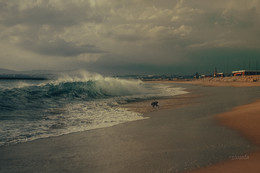 быстрее волны / море, пляж, собачка