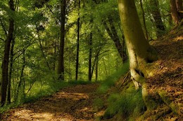 Лесными тропами / Зарисовка лесного пейзажа .