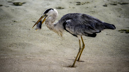 Что у цапли на обед ? / Бедный пикассо... :(