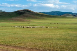 Луга Монголии. / Снято в Монголии в июне 2017 г.