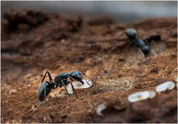 будни маленьких великанов / жизнь муравьёв