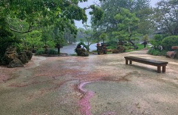 Цвет сакуры, смытый тропическим дождем / Флорида