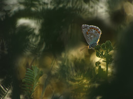 Про бабочку / Бабочка в луговых травах летним вечером