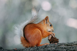 &nbsp; / лето, дерево, белка