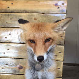 Все очень серьезно / Домашняя лисичка Никси (инста @nixie_fox)