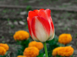 Коложский тюльпан / Нашла я этого красавца во время поездки в Гродно. Возле тысячелетней Коложской церкви находился великолепный цветник.