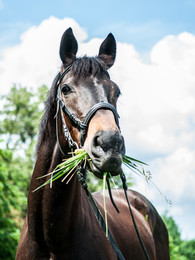 Конь Ясон, жующий траву / Конь Ясон, жующий траву. Некоторые фотогеничны даже во время еды )
