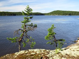 В Ладожских шхерах. / Там где серая вода разбивается о камни, 
В шуме волн и ветра песнях 
На камнях растут деревья ...