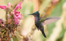 Antillean Crested Hummer / Хохлатый калибри - птица-эндемик , живущая только на Малых Антильских островах
Эту малютку сфотографировал неделю назад на остове Saint Lucia
Этот вид колибри считается самым маленьким на Антилах, везде в описаниях пишут , что длина их тела 8-9 см., хотя на мой взгляд размер не превышал 5-6 см.
Как и другие виды калибри, хохлатые калибри умеют &quot;замирать&quot; в воздухе при добыче нектара. 
При этом, скорость их крыльев составляет 70-80 взмахов в секунду и они становятся практически не видны человеческому глазу, а скорость в движении до 60-70 км/ч.
Могу лишь добавить, что хохолок у птички необычайно красив и в зависимости от освещения краски варьируются от голубого неона до темно зеленого.
Перемещение птицы напоминаете сверкание изумруда\сапфира )