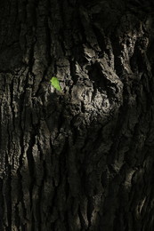 Маленькое потомство. / Природа.