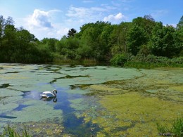 Лебедь на озере / Außenmühlenteich Hamburg Harburg
Необыкновенно красивое место отдыха в Гамбурге Außenmühlenteich. Это искусственное озеро в районе Гамбург-Хагбург (Hamburg-Harburg) длиной около 1 км и шириной 250 метров. На южноми западном берегах озера находится гороской парк района Харбург, на восточном берегу озера раскинулся роскошный развлекательный комплекс MidSommerland с бассейнами, кафе, местом для гриля. Вокруг озера &quot;дорога здоровья&quot; для любителей бега, пеших и велосипедных прогулок составляет 5 км. Чайки, лебеди, гуси, канадские казарки, камышницы и лысухи обитают на этом озере, охотно угощаются принесенным заботливыми горожанами хлебом. Лебеди и утки на озере совсем не боятся людей.
http://fotokto.ru/blogs/aussenmhlenteich-hamburg-harburg-32611.html