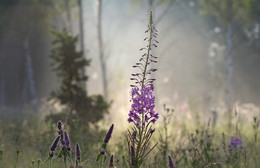 Иван-чай / Иван-чай