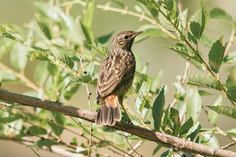Юная Варакушка / Лето,птицы,листья