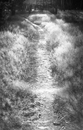&nbsp; / пленка Rollei RPX 100
проявитель d-76
время проявки 11 минут