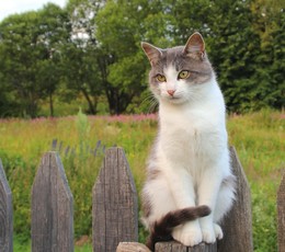 Очень порядочный кот Митяй / Деревенский котейка, очень добрый и чистюля, сам постоянно умывается и своих сородичей намывает до блеска:)