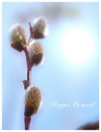 Сначала они мягкие и пушистые / май 2018г, Эрдэнэт(Монголия)