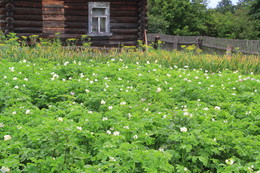 Не из моего окна / огород моей соседки, малая его часть.