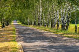 Дорога среди берез / Фото сделано в республике Беларусь