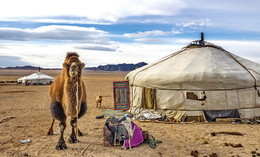 Велком в Монголию. / ***