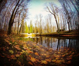 Последние дни ушедшей осени / парковский пруд.на котором раньше жили 2 черных лебедя