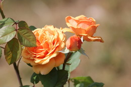оранжевые розы / цветы около дома своего