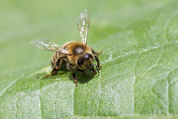 Из жизни насекомых / Просто пчела