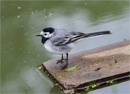 На маленьком плоту / Белая трясогузка
