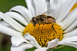 Из жизни насекомых / эти мухи что-то ищут на цветах ромашки. Их поведение похоже на поведение пчел.