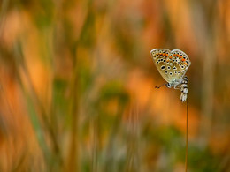 Про бабочку / Бабочка на фоне травы