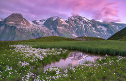 &nbsp; / Wollgrasblüte