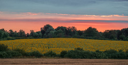 Подсолнухи / Окрестности Тахтамукая, Адыгея, 2018 год
