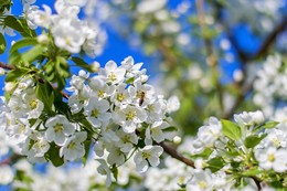Яблоневый цвет / Снежно-белые метели
Вновь укрыли старый сад,
Из весенней колыбели
Льётся нежный аромат