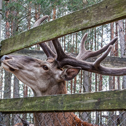 Олешка. / Верхнедвинск ,парк отдыха с дикими оленями .