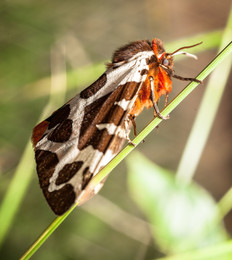 Медведица кайя / Медведица кайя