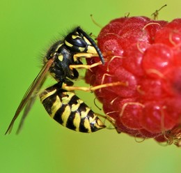 Время лакомиться малиной ... / &quot;Ой, красна, красна - красна,
 Ягода малина.
 Ты не ешь ее одна,
 Дай мне половину ...&quot;