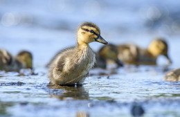 Little Duckling / Вид- самый распространенный: Mallard-Кряква