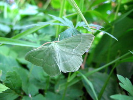 Зеленая пятница / Пяденица