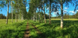 Зеленая пятница / Павловск