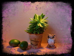 Совушка и авокадо / И комнатный цветок