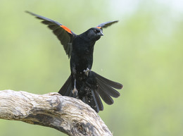 Red-winged Blackbird (male) / Красноплечий чёрный трупиал(самец)
Честно говоря слово &quot; трупиал&quot; меня уже давно несколько настораживает и решил я сделать небольшое расследование и узанать , что же оно обозначает:
- орнитол(огическое). воробьиная птица, встречающаяся в Новом Свете (!).
А еще другие источники переадресовали к слову &quot;КАССИКИ&quot; и утверждают, что это тоже самое.
Я на этом не успокоился и мои исследования закончились следующим выводом:
troupiale скорее всего слово франзузского происхождения означающее - длинноклювенный воробей с ярким оперением, который живет в теплых регионах Америки.
Кстати если послушать французкое произношение , то слово troupiale звучит довольно &quot;мягко&quot; и не режет слух(!)