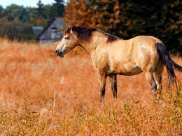 Пегая лошадь в поле / Обычная деревенская кобыла на выпасе