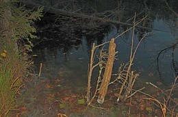 В холодном сумраке ночном / На лесном водоёме появились &quot;рыбачки&quot;.