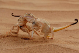 А кажутся ДРУЗЬЯМИ.... / сражение идет с тем, кто нарушил территорию -длиться доли секунд (ушастые -кругло головки)