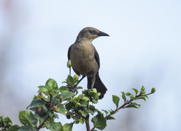 Common grackle (female) / Saint Lucia
Обыкновенный гракл (самка)
Взрослая самка немного меньше самца, в оттенке её оперения меньше радужного отлива, она тускло-коричневого цвета, иногда её можно принять за представителя другого вида.
Обыкновенные граклы распространены на востоке США, летом их можно встретить на просторах Канады.
Когда граклы большими стаями мигрируют к местам размножения, а потом возвращаются обратно, они являются настоящим бедствием для фермеров. Одна такая стая способна съесть целое кукурузное поле.
Но не только фрукты,орехи,зерно и насекомые входят в диету этих птиц, они с удовольствием могут полакомится и взрослым воробьем(..)