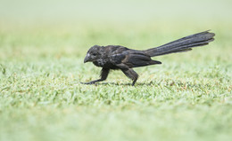 Smooth-billed Ani / Гладкоклювая кукушка Ани
Одна из интерестных особенностей этой птицы является коллективное гнездо, в котром сообща насиживается кладка яиц несколькими парами
Родители вместе заботятся о молодых птицах.
Часто птенцы остаются в группе и помогают в выведении следующего выводка.