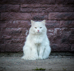Белый кот / кот
