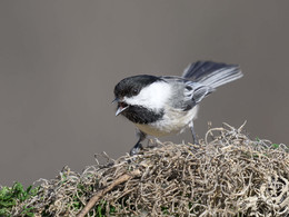 Black-capped Chickadee / Черношапочная гаичка 

Обитает в Северной Америке. Ареал захватывает большую часть территории Канады и примерно две трети территории США 
Ну кто бы мог предположить , что синицу можно назвать гаичка, а как вам ЗИНЬКА ? 
Тем не менее ЗИНЬКА существует тоже и довольно логическое разьяснение в словаре:вид синицы Раrus minor . Возм., звукоподражательное, как предполагал Богданов передает ее пение как stitisizizidi или sitidn sitidn. 
СИНИЦА. 
Образовано от звукоподражательного зинь. Первоначальное зиница &gt; синица в результате народноэтимологического сближения с синий.