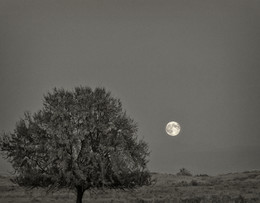 Луна и дерево / Полнолуние