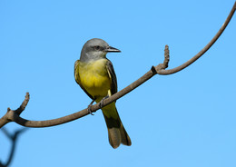 Cassin's kingbird (Tyrannus vociferans) / ...к сожалению официального перевода на русский не существует, ну а если бы кто-то озаботился, то звучит приблизительно так: Королевский тиранн Кассина-в честь американского орнитолога Джона Кассина.
Снимок этой птицы сделан в Никарагуа и довольно долго не мог интентифицировать птицу , а вследсвии этого и опубликовать.